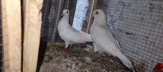 white pigeon for sale