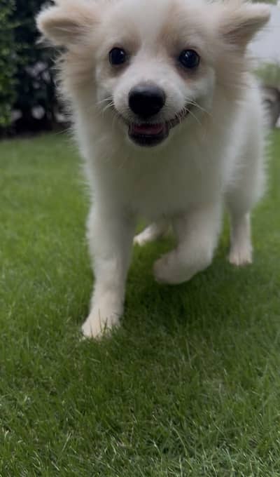 Pomeranian puppy