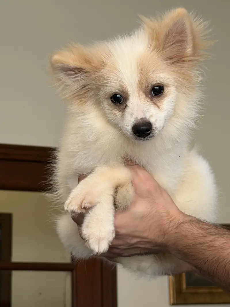 Pomeranian puppy — photo 2