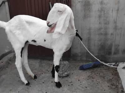 Rajanpuri goat for sale