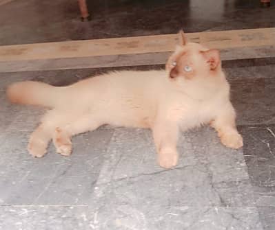 persian male cat with blue eyes