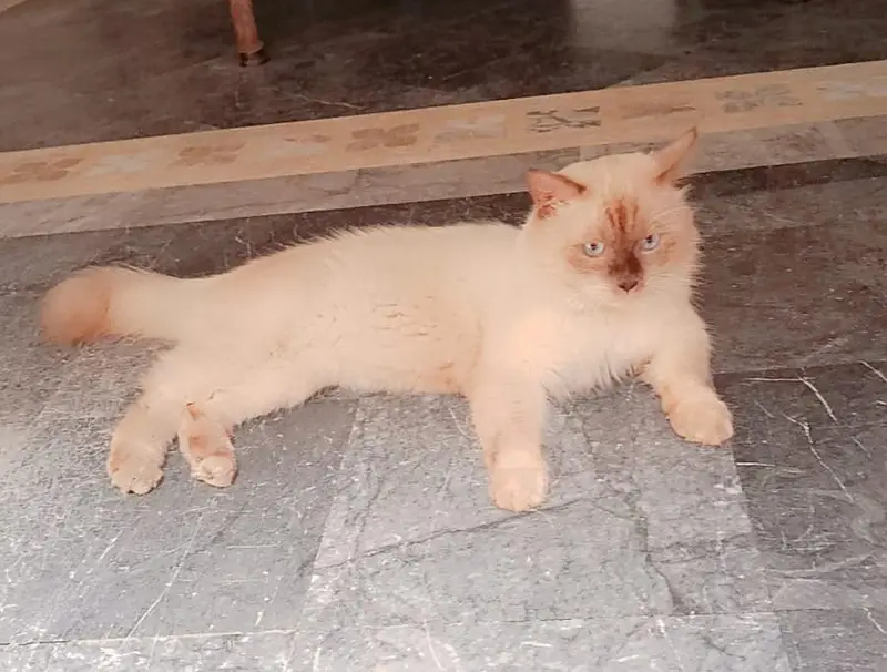 persian male cat with blue eyes — photo 2