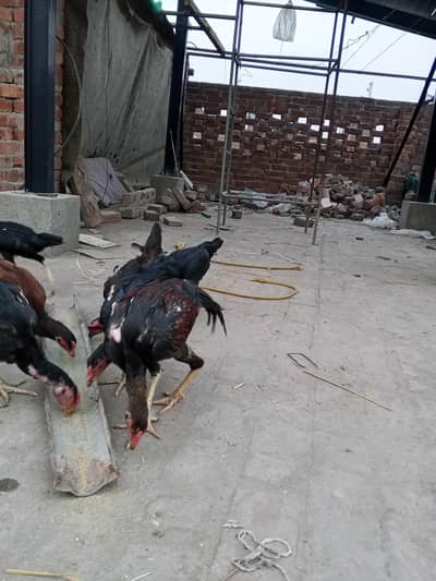 Male Female Aseel for sale