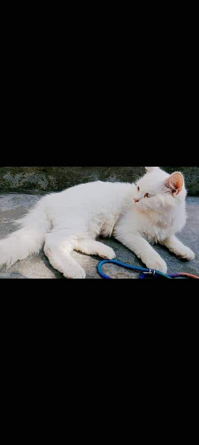 Persian cat for sale