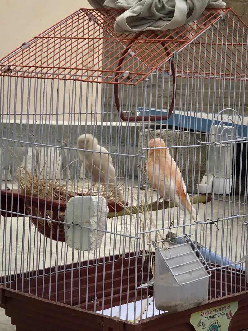 Canacry bird — photo 3