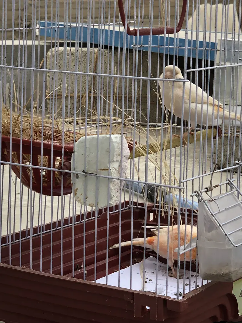 Canacry bird — photo 4
