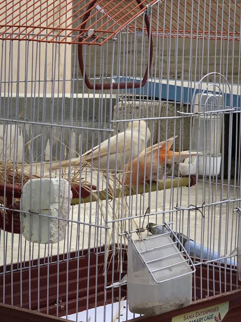Canacry bird — photo 5
