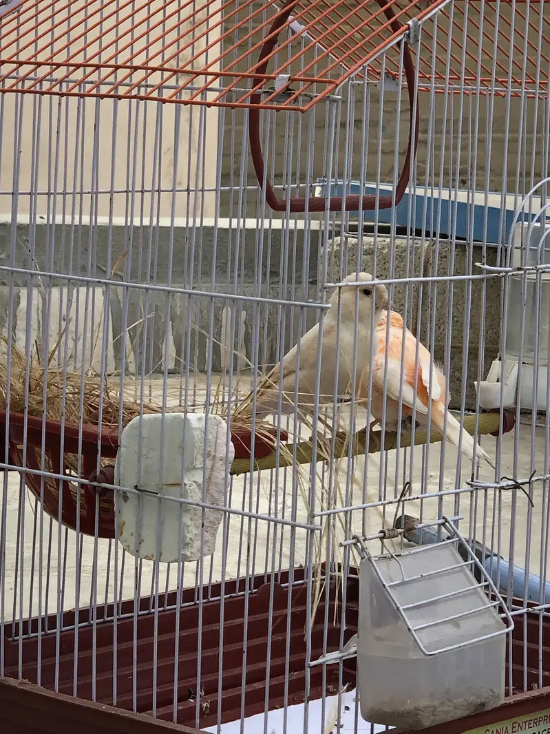 Canacry bird — photo 6