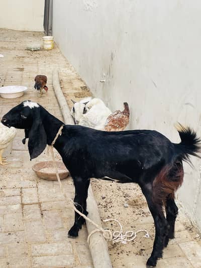 Teddy female goat