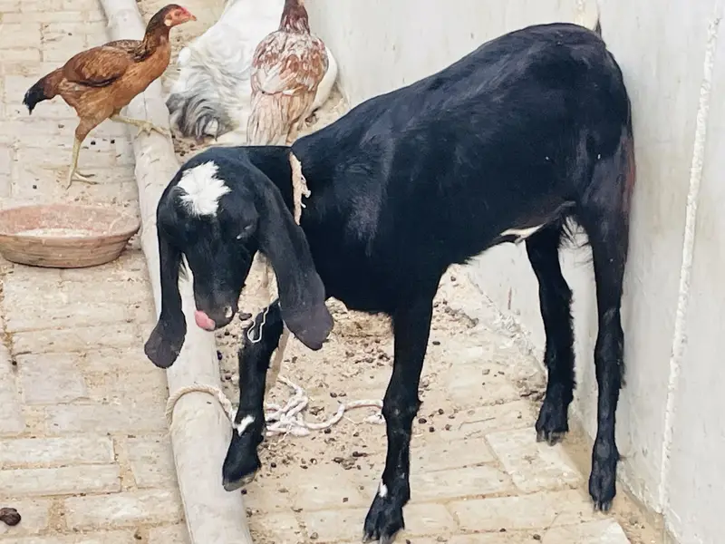 Teddy female goat — photo 3