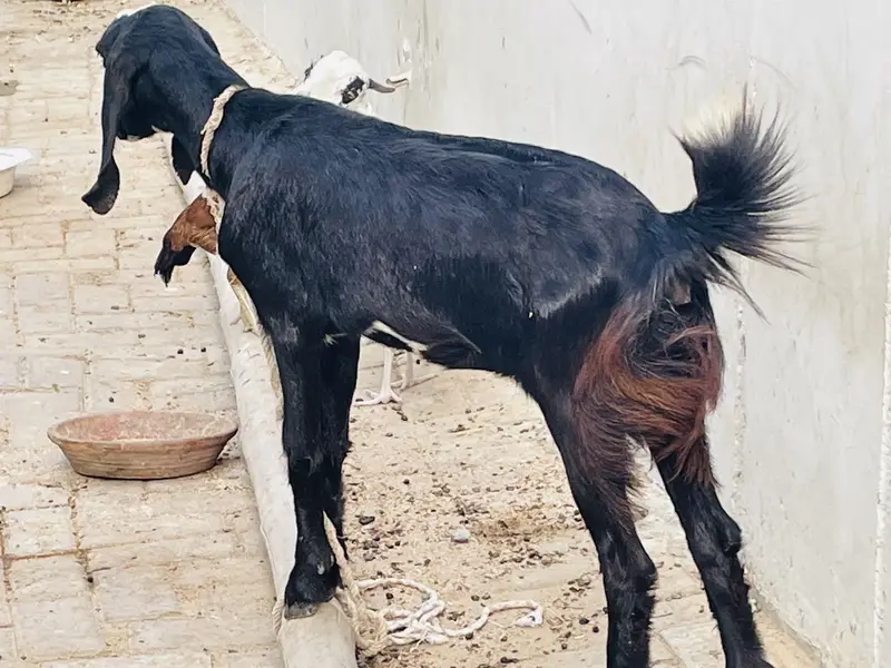 Teddy female goat — photo 4