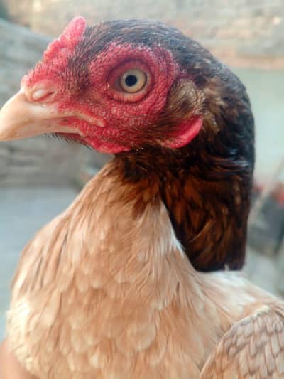 aseel female