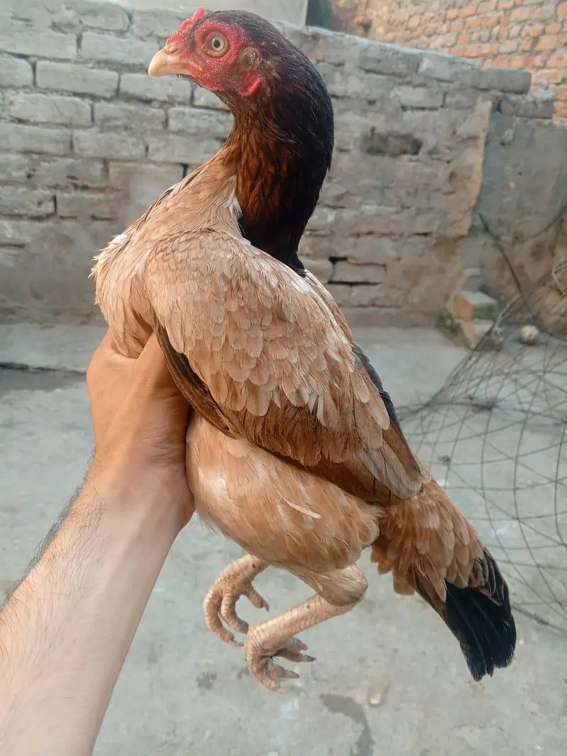 aseel female — photo 2