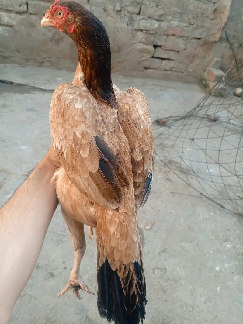 aseel female — photo 3