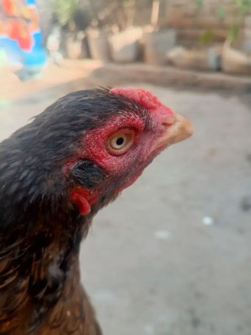 aseel female — photo 4
