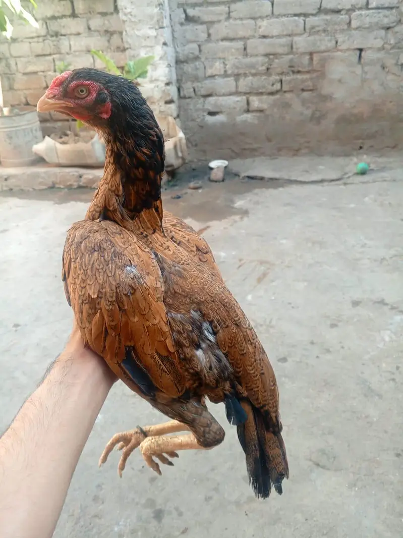 aseel female — photo 5