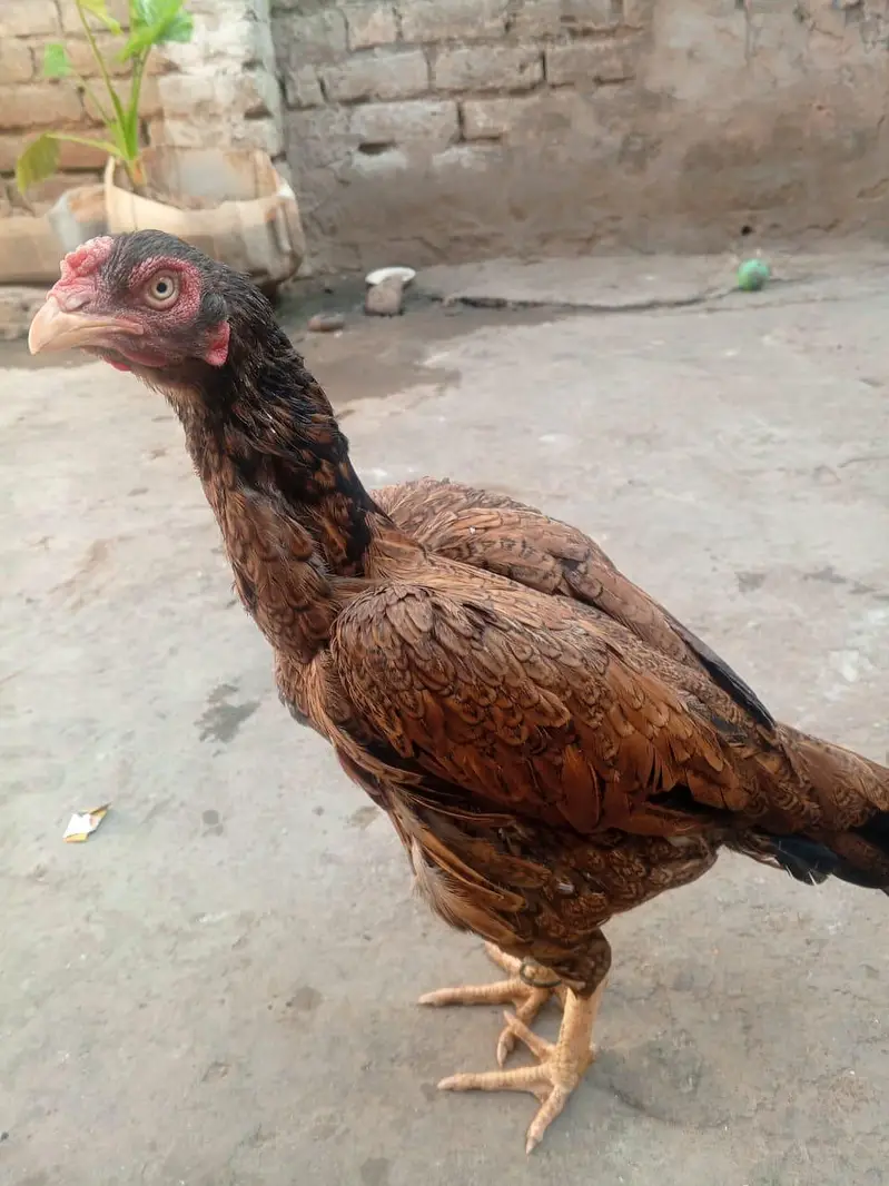 aseel female — photo 6