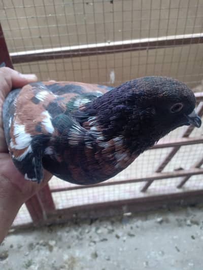 peshawri breeder for sail