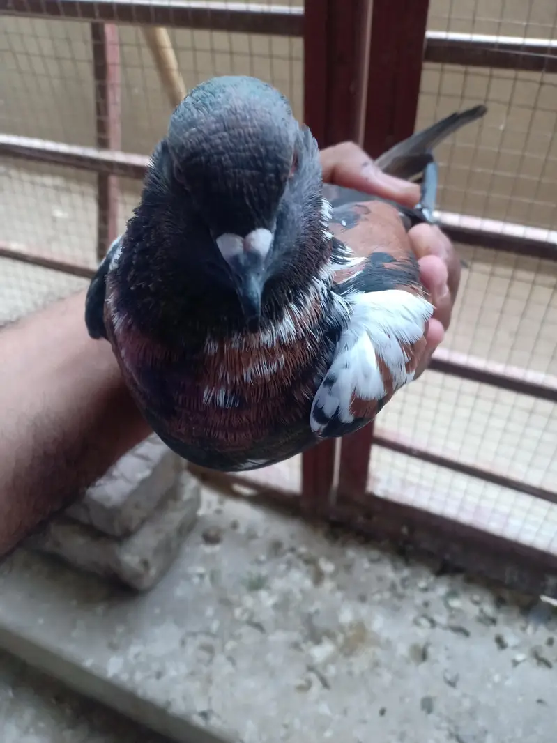 peshawri breeder for sail — photo 2