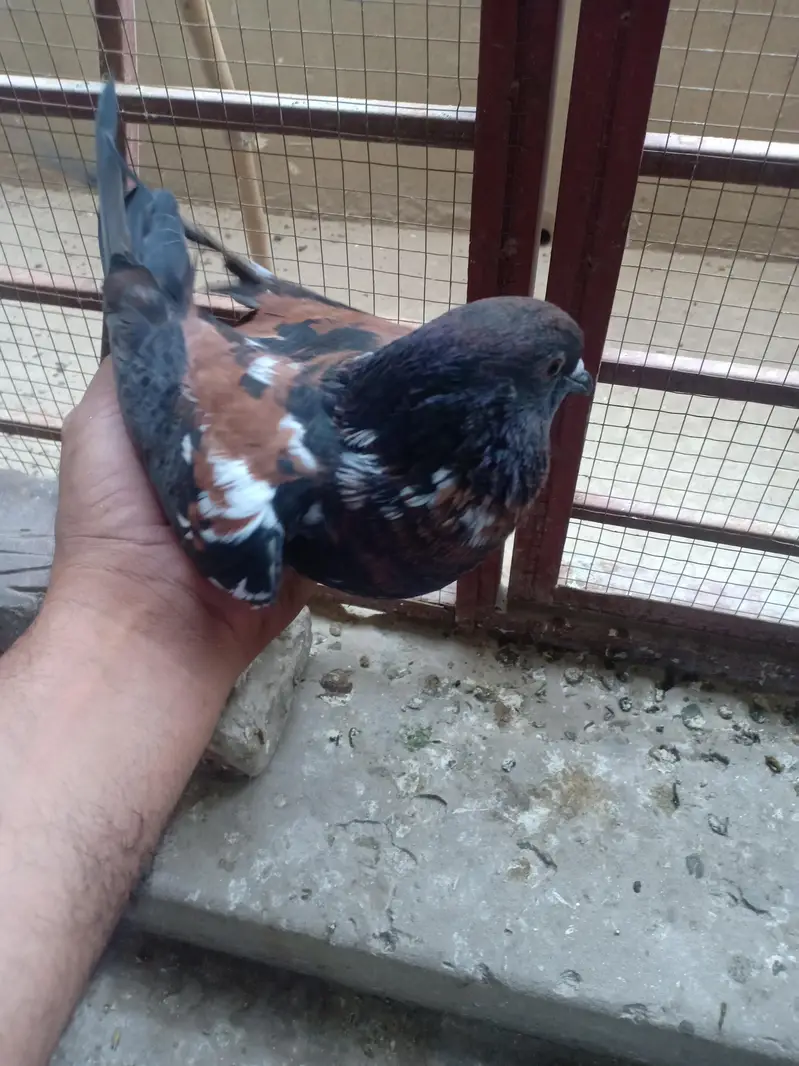 peshawri breeder for sail — photo 3