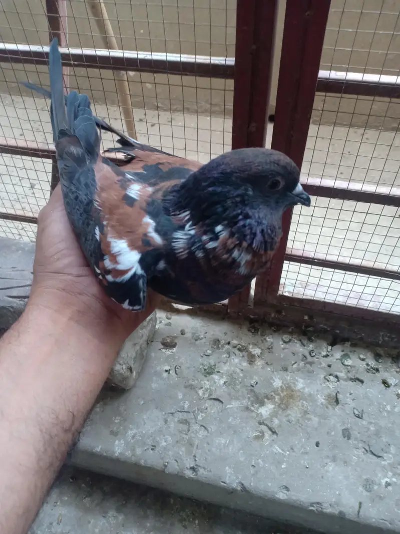 peshawri breeder for sail — photo 4