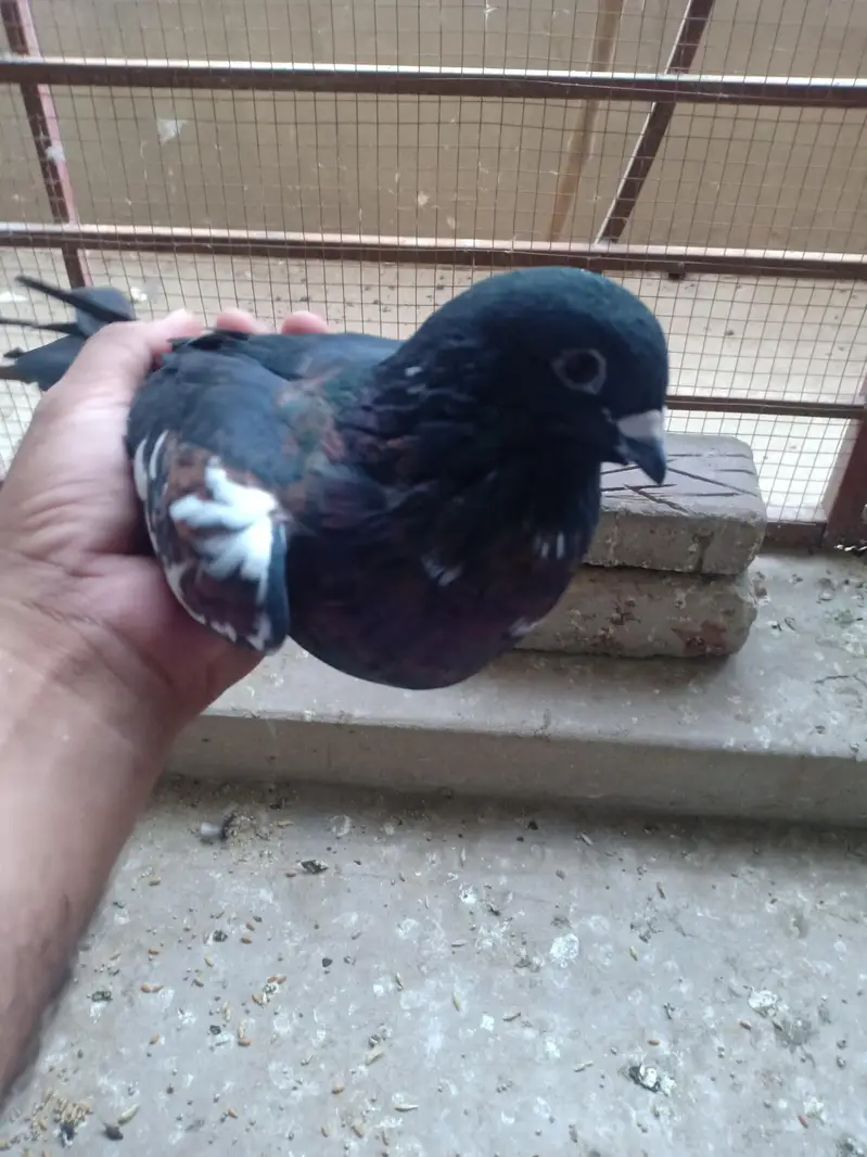 peshawri breeder for sail — photo 5