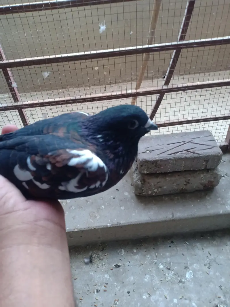peshawri breeder for sail — photo 6