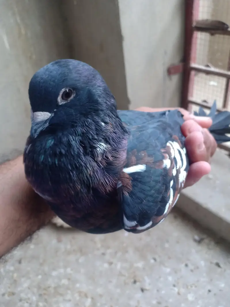 peshawri breeder for sail — photo 7