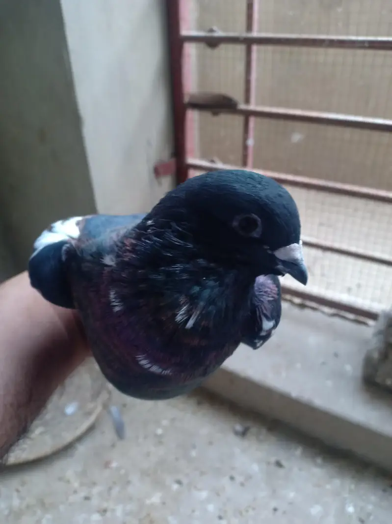 peshawri breeder for sail — photo 8