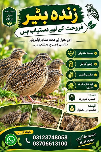 Batair Available for Sale Healthy and active