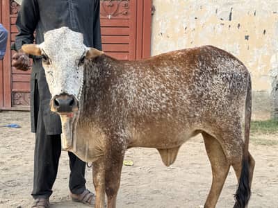 Pure Cholistani wachri for Sale