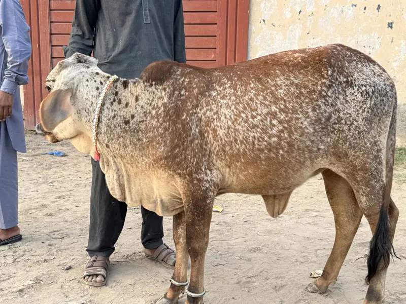 Pure Cholistani wachri for Sale — photo 2