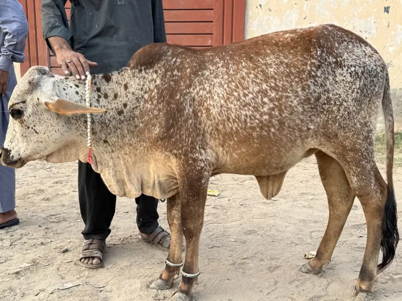 Pure Cholistani wachri for Sale — photo 3