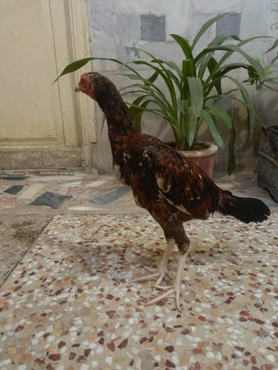 Mianwali Aseel Male Patha For Sale. . . What's app:03219874606