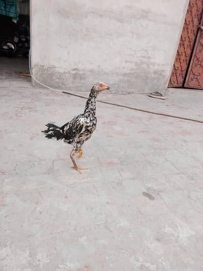 best cock