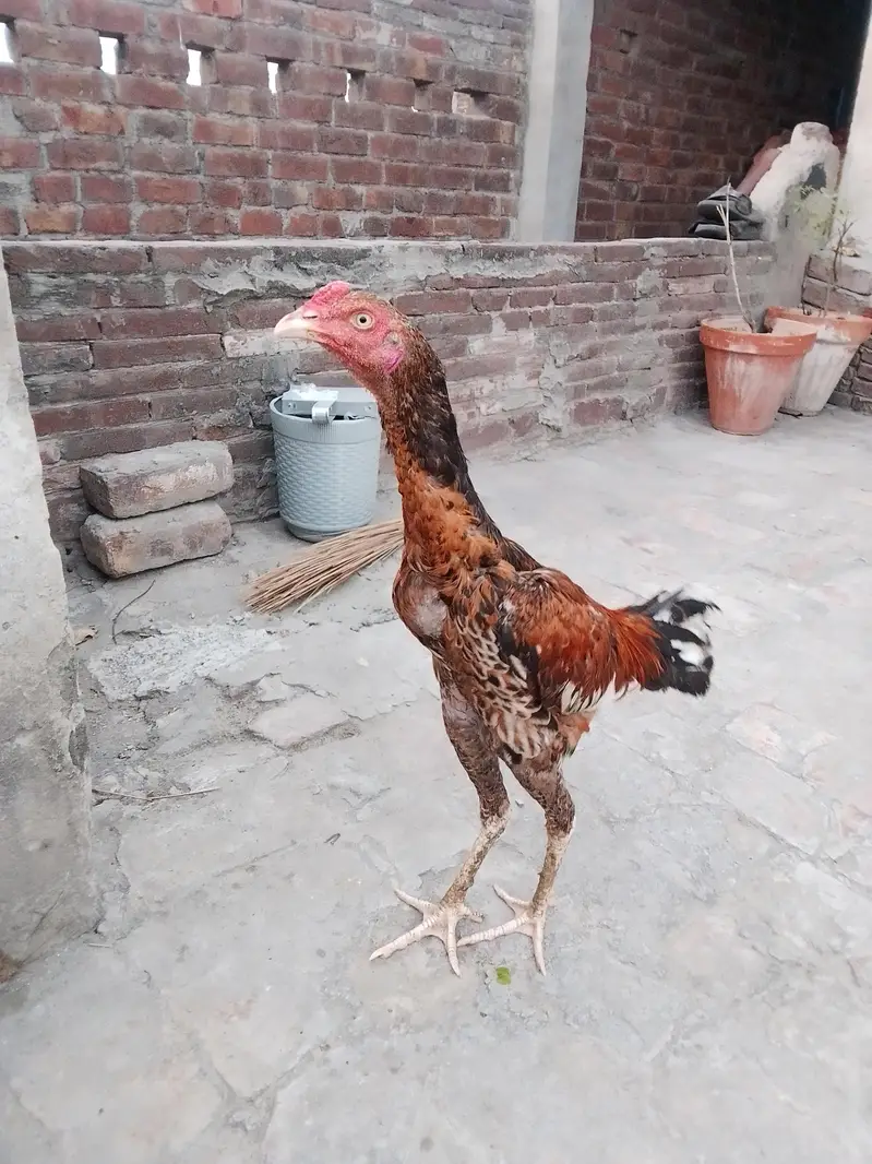 best cock — photo 2