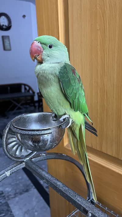 Alexandrine Raw Parrot