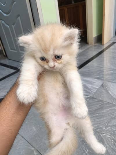 Golden Cream Colour Male kitten available for Sale