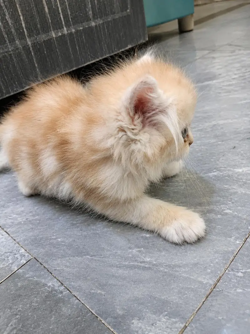 Golden Cream Colour Male kitten available for Sale — photo 2