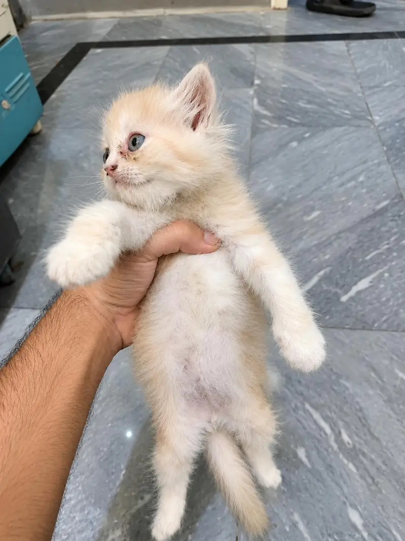 Golden Cream Colour Male kitten available for Sale — photo 3
