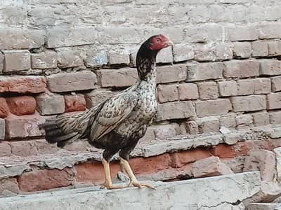 miya wali