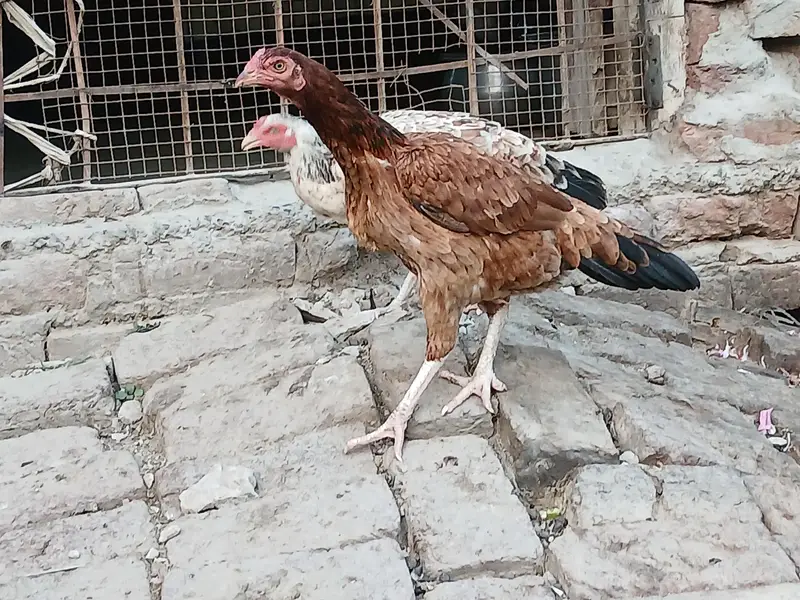 miya wali — photo 5