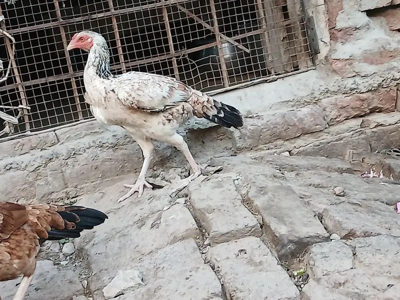 miya wali — photo 6