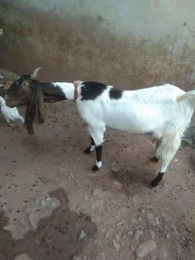 bkri for sale