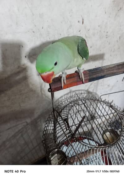 parrot cage k saath