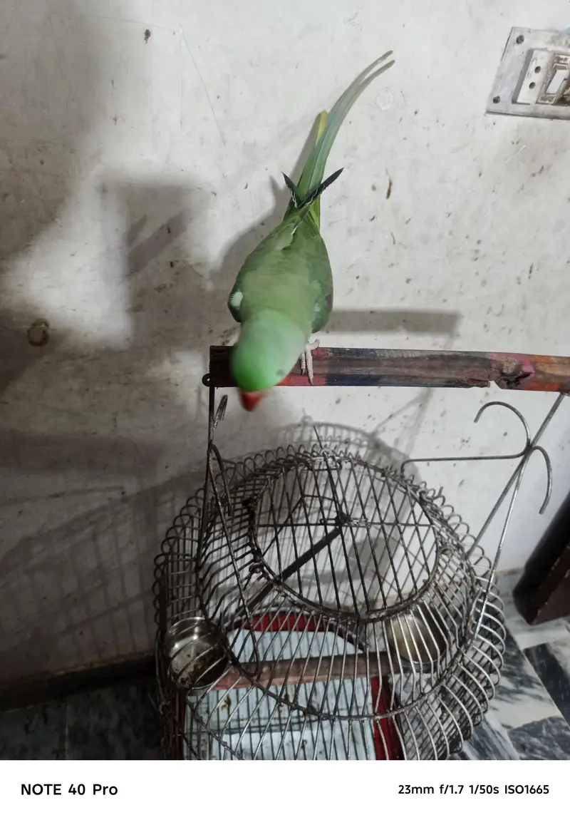 parrot cage k saath — photo 2