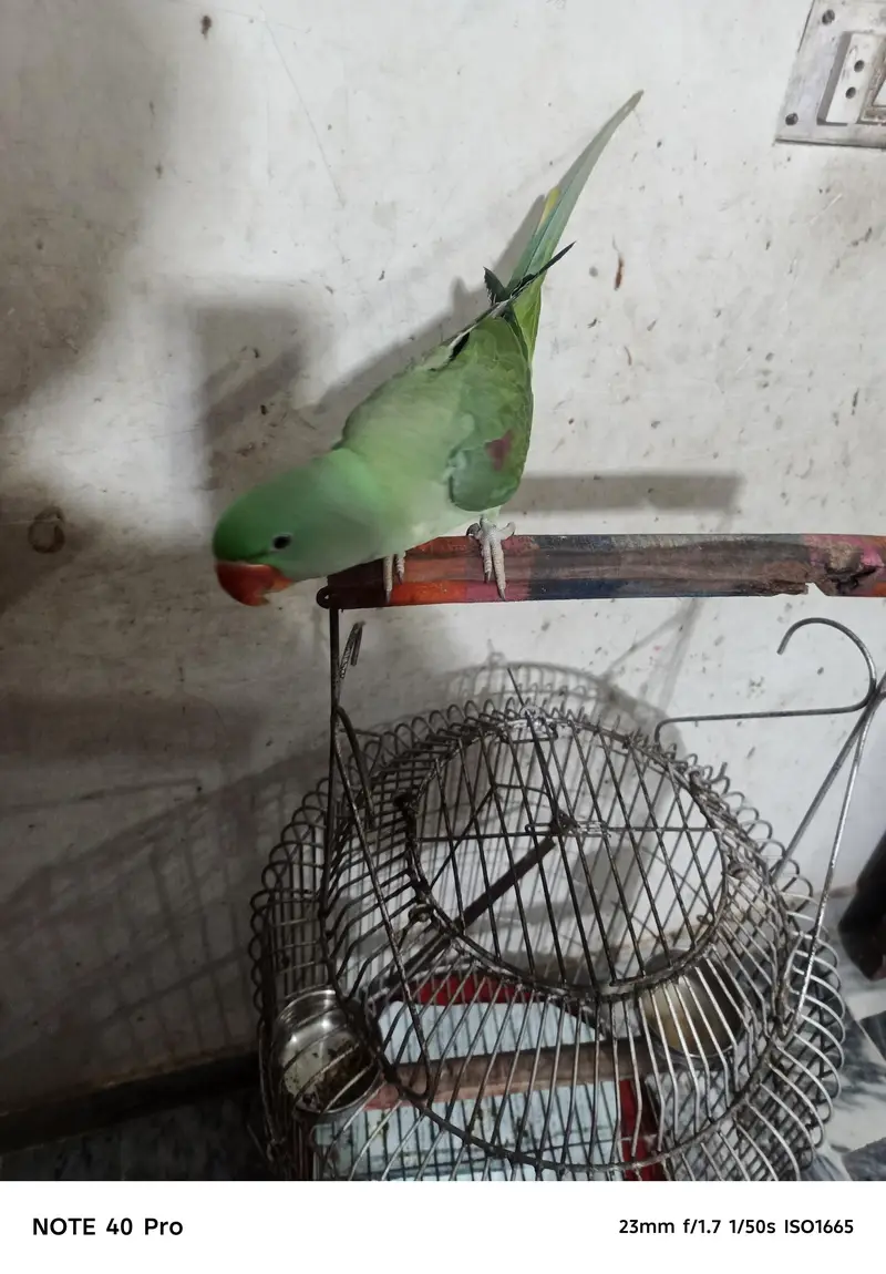 parrot cage k saath — photo 3