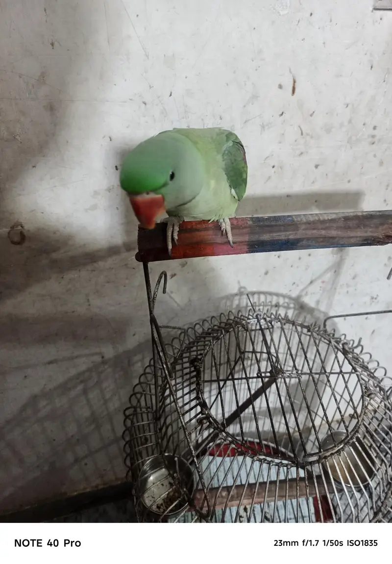 parrot cage k saath — photo 4