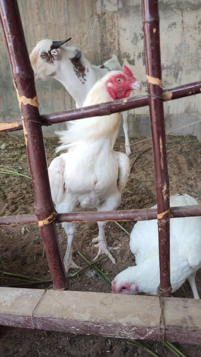 MIANWALI PAIR