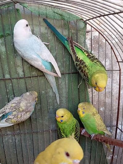 budgies pair for sale